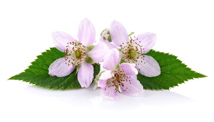 Delicate Blackberry Blossoms with Green Leaves on White Background.