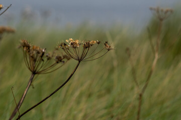 Vista panoramica costa scozzese