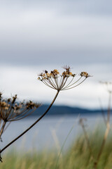 Vista panoramica costa scozzese