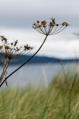 Vista panoramica costa scozzese
