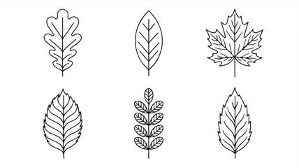 Set of various leaf illustrations in black and white on white background