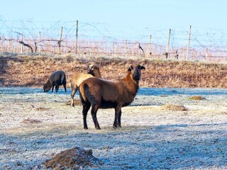 (Ovis gmelini aries) Kamerunschaf hausschafs vom Westafrikanischen Zwergschaf oder Djallonk&eacute; weiden im Winter auf einem frostigen Feld