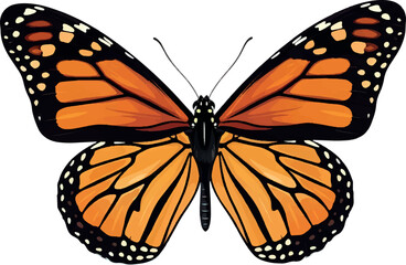 Fototapeta premium Monarch Butterfly Danaus plexippus Orange Butterfly.