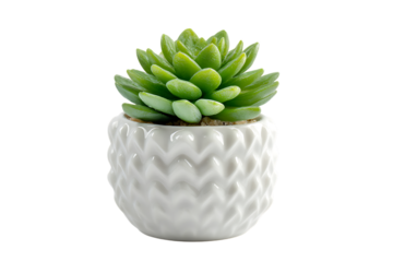 Small vibrant green succulent plant in a stylish white ceramic pot with a textured pattern.