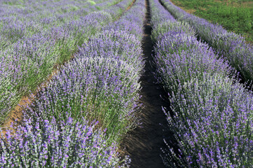 Obraz premium lavender field with tree with cloudy sky