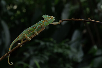 A male veiled chameleon Chamaeleo calyptratus crawling on a branch, natural bokeh background	