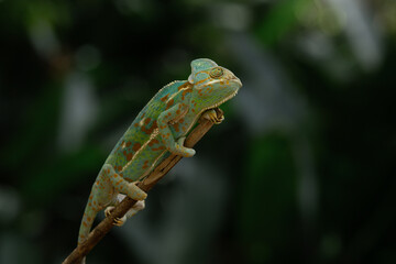 A male veiled chameleon Chamaeleo calyptratus crawling on a branch, natural bokeh background	