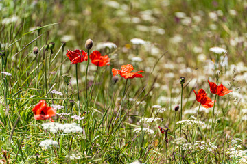 Rural meadow with daisy and poppy flowers