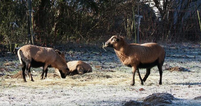 (Ovis gmelini aries) Junge hornlose Schafe aus Kamerun fressen Heu und Gras auf einer Schwarzwaldweide in Deutschland.
