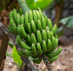 Cluster of green Canarian bananas growing on a tree. This variety is known for its sweet taste and distinctive black specks when ripe. Photo taken in Tenerife, Canary Islands, Spain