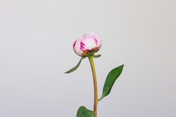 Fototapeta premium Beautiful small peony with pink edging isolated on a gray background.