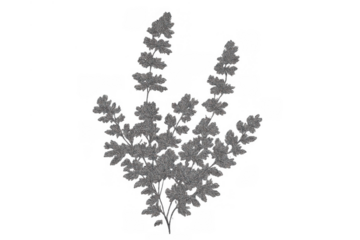 Hand drawing botanical illustration of delicate branch leaves, gray plant sketch on a transparent background