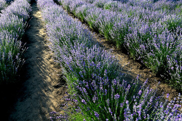 lavender field with tree with cloudy sky