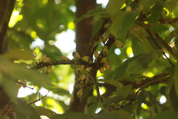 Frutos verdes de jambeiro em desenvolvimento, crescendo em abund&acirc;ncia entre folhas tropicais.