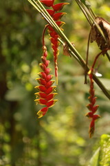 Detalhe de helic&ocirc;nia pendente com br&aacute;cteas coloridas em floresta tropical, com fundo desfocado e luz natural.