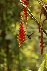 Beija-flor visitando flor de helic&ocirc;nia pendente na Mata Atl&acirc;ntica brasileira, ilustrando a poliniza&ccedil;&atilde;o em floresta tropical.