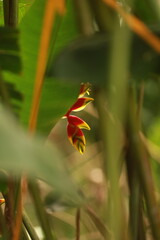 Helic&ocirc;nia pendente emergindo entre folhas tropicais em floresta da Mata Atl&acirc;ntica, Brasil.