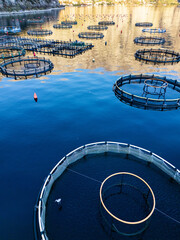 Aerial view of a fish farm with floating cages arranged on the water surface. Modern aquaculture and sustainable seafood production