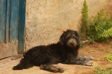 Filhote de cachorro deitado pr&oacute;ximo a parede r&uacute;stica e porta de madeira, em cen&aacute;rio simples de &aacute;rea rural.