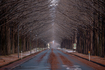 マキノ高原 メタセコイア並木