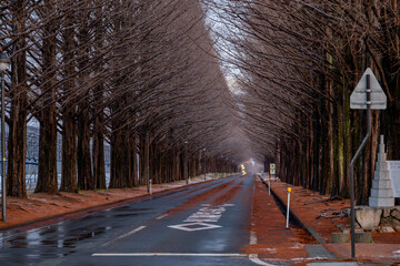 マキノ高原 メタセコイア並木