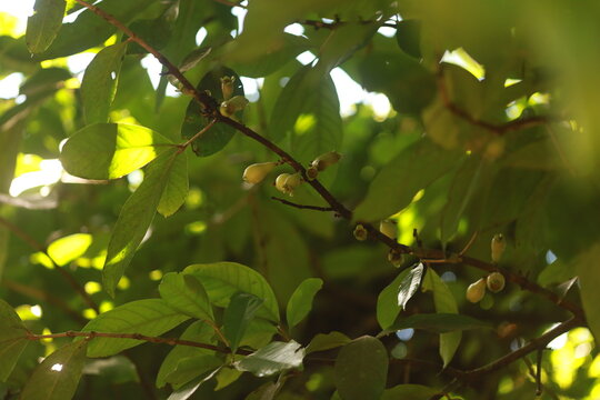Detalhe de frutos verdes de jambo crescendo no interior da copa, sob luz filtrada da floresta.