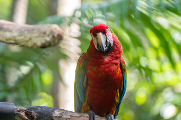 Scarlet Macaw is perched in the tropical rainforests of Costa Rica