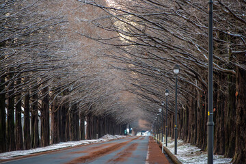 マキノ高原 メタセコイア並木