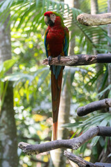 Scarlet Macaw is perched in the tropical rainforests of Costa Rica