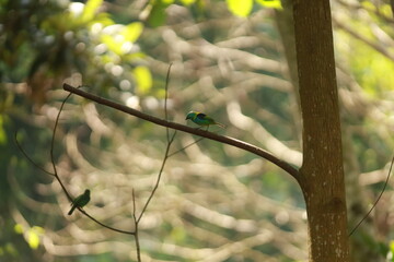 Sa&iacute;ra-sete-cores (Tangara seledon) pousada em galho curvo, com outra ave ao fundo, em ambiente natural de mata.