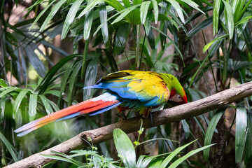Scarlet Macaw is perched in the tropical rainforests of Costa Rica