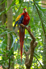 Scarlet Macaw is perched in the tropical rainforests of Costa Rica