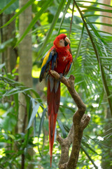 Scarlet Macaw is perched in the tropical rainforests of Costa Rica