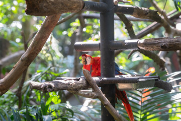Scarlet Macaw is perched in the tropical rainforests of Costa Rica