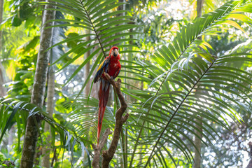 Scarlet Macaw is perched in the tropical rainforests of Costa Rica