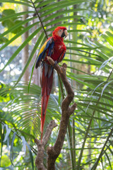 Scarlet Macaw is perched in the tropical rainforests of Costa Rica