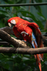 Scarlet Macaw is perched in the tropical rainforests of Costa Rica
