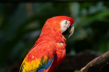 Scarlet Macaw is perched in the tropical rainforests of Costa Rica