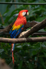 Scarlet Macaw is perched in the tropical rainforests of Costa Rica