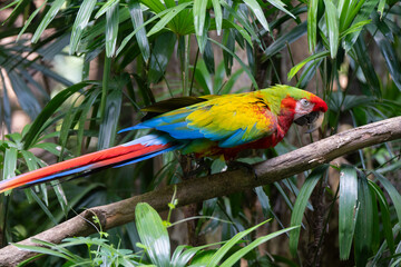 Scarlet Macaw is perched in the tropical rainforests of Costa Rica