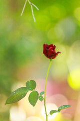 Bot&atilde;o de rosa vermelha em in&iacute;cio de flora&ccedil;&atilde;o, com folhas verdes e gotas de &aacute;gua, iluminado por luz natural e fundo desfocado.