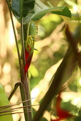 Infloresc&ecirc;ncia jovem de helic&ocirc;nia surgindo entre folhas verdes, gesto de cor e vitalidade no interior da mata tropical.
