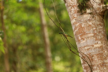 F&ecirc;mea de sa&iacute;-andorinha (Tersina viridis) pousada em cip&oacute;s junto ao tronco de &aacute;rvore, em ambiente natural de floresta.