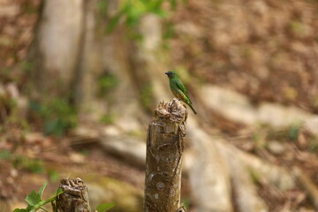 F&ecirc;mea de sa&iacute;-andorinha (Tersina viridis) observando o ambiente a partir de tronco cortado, em cen&aacute;rio natural de floresta.