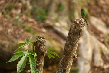F&ecirc;mea de sa&iacute;-andorinha (Tersina viridis) pousada sobre tronco seco, com folha de emba&uacute;ba (Cecropia sp.) ao lado, em ambiente de floresta.