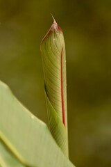 Broto de folha de helic&ocirc;nia em fase inicial de crescimento, revelando linhas naturais e a geometria delicada da planta tropical.