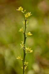 Novo crescimento de lim&atilde;o-cravo ap&oacute;s perda total das folhas. A delicadeza do rebrote marca o in&iacute;cio de um novo ciclo na agrofloresta.