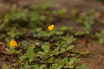 Flor de grama-amendoim ap&oacute;s a chuva, com gotas de &aacute;gua destacando a delicadeza da cobertura vegetal.