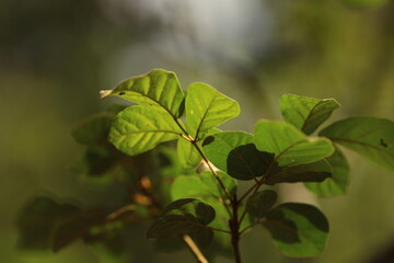 Folhas novas de goiaba crescendo em sistema agroflorestal, iluminada pela luz suave da Mata Atl&acirc;ntica em Paraty.