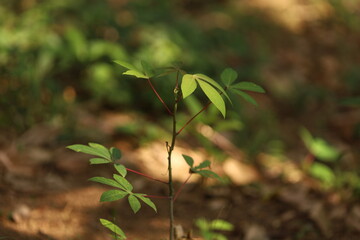 P&eacute; de mandioca em crescimento, entre luz e sombra, reafirmando a for&ccedil;a das culturas agr&iacute;colas brasileiras.